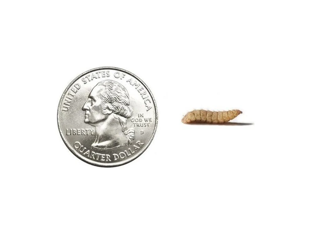 Fly Larvae - Image 17
