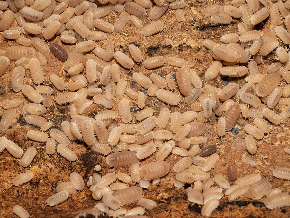 "Papaya" Isopods (Cubaris Murina) - Image 3