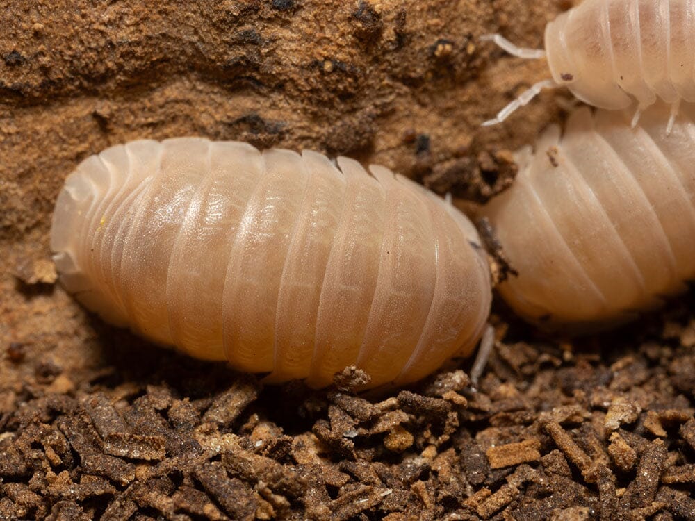 "Papaya" Isopods (Cubaris Murina) - Image 6
