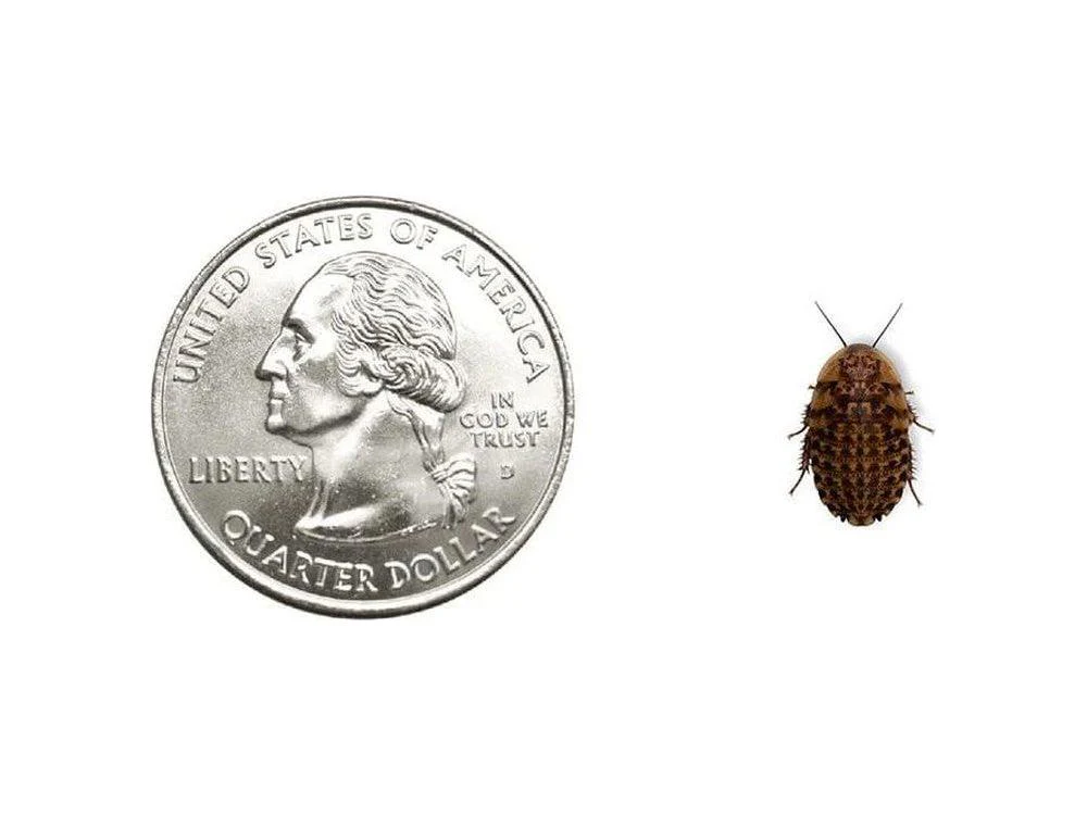 Discoid Roaches - Florida Legal - Image 3