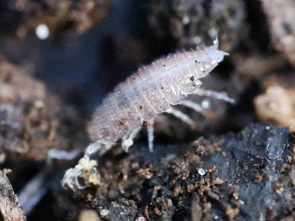"Dwarf Purple" Isopods (Trichoniscus sp.)
