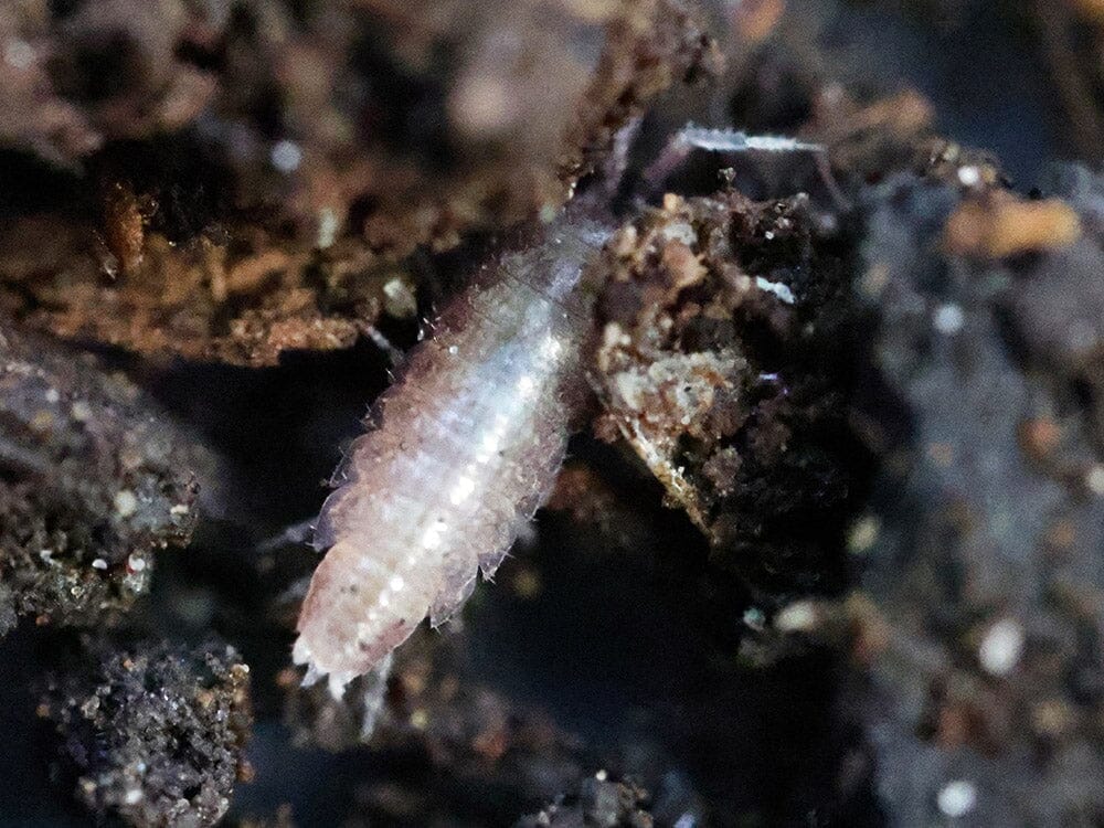 "Dwarf Purple" Isopods (Trichoniscus sp.) - Image 8