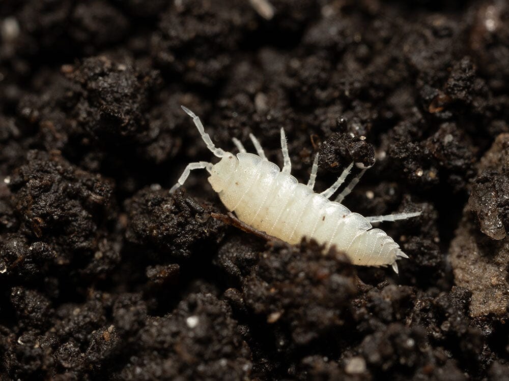 "Dwarf White" Isopods (Trichorhina tomentosa) - Image 3
