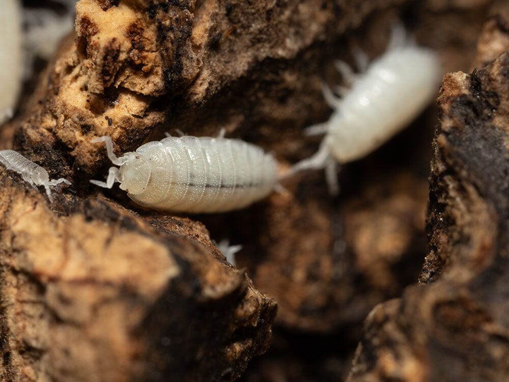 "Dwarf White" Isopods (Trichorhina tomentosa) - Image 4