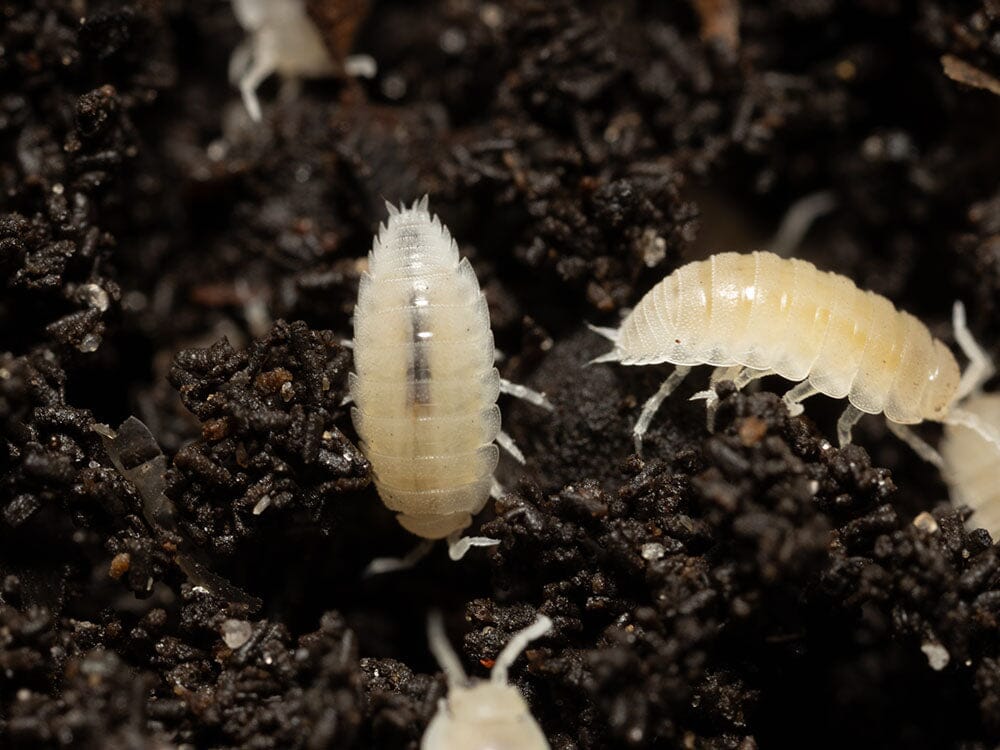 "Dwarf White" Isopods (Trichorhina tomentosa) - Image 5
