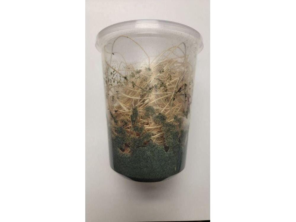 Fruit Flies - Wingless Melanogaster Culture - Free Shipping - Image 3