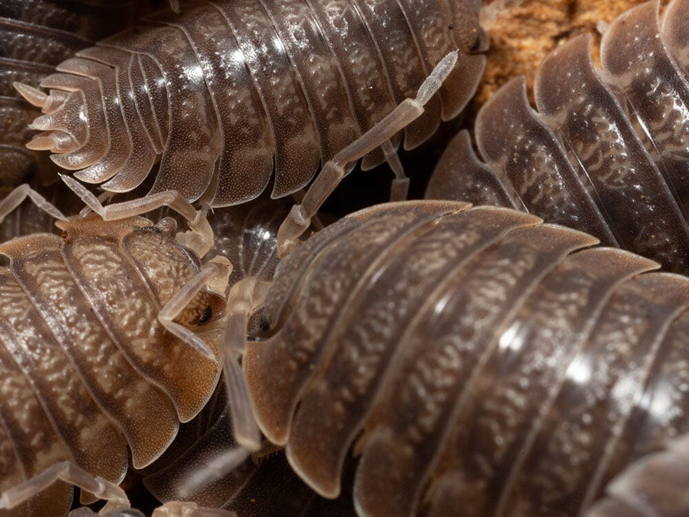 Giant Canyon Isopods (Porcellio dilatatus) - Image 3