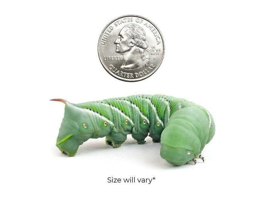 Hornworms - Image 3
