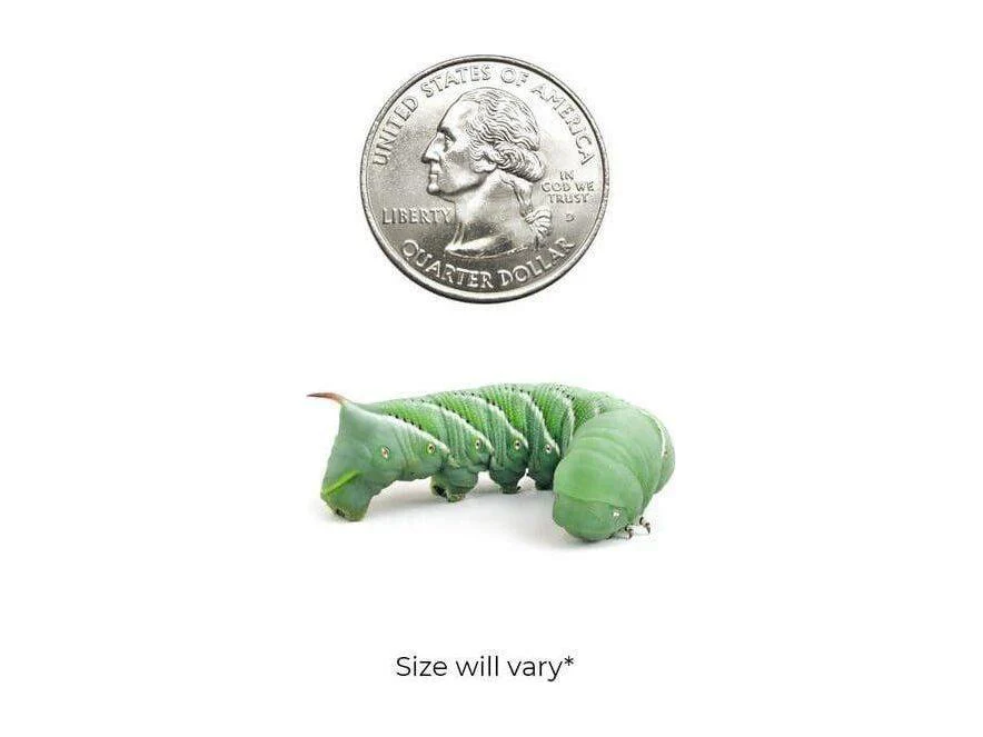 Hornworms - Image 4
