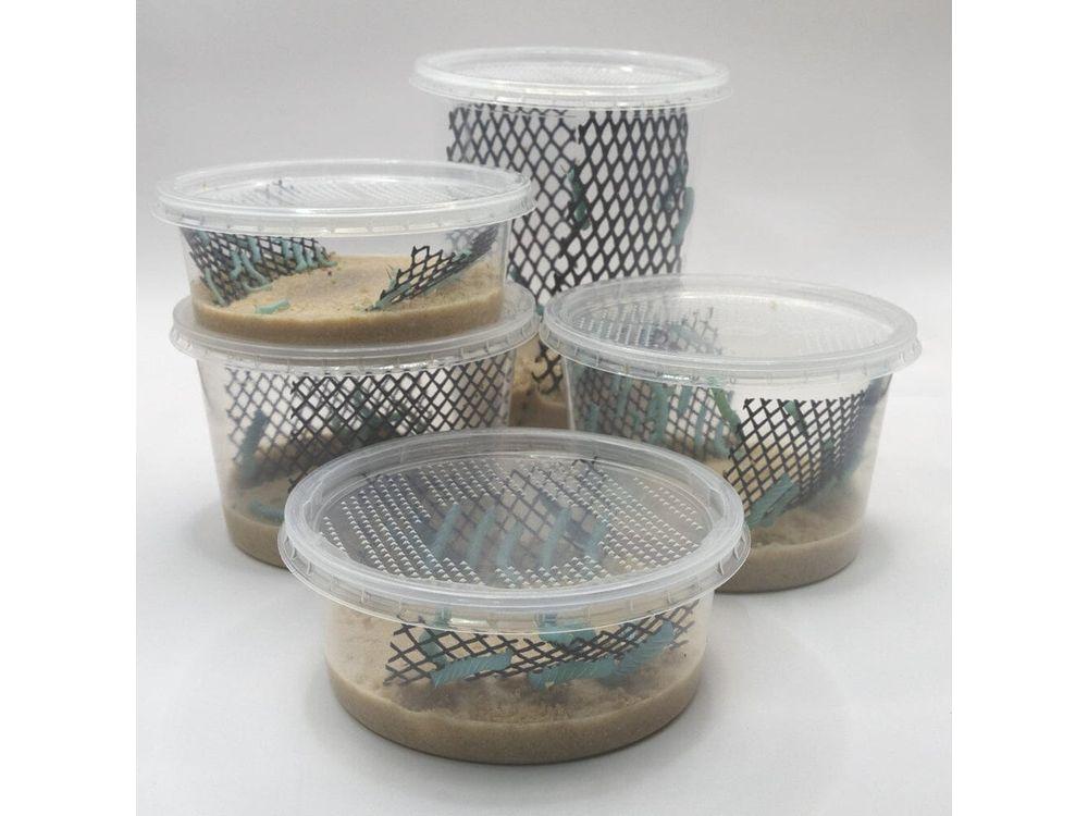 Hornworms - Image 5