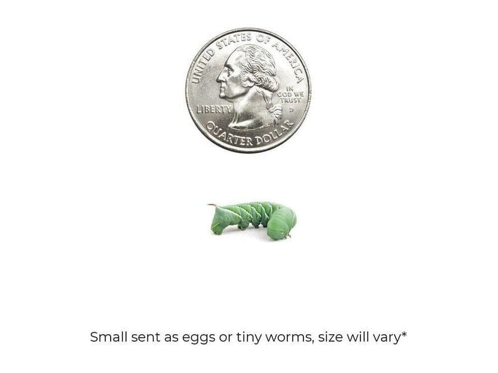 Hornworms FREE SHIPPING - Image 5