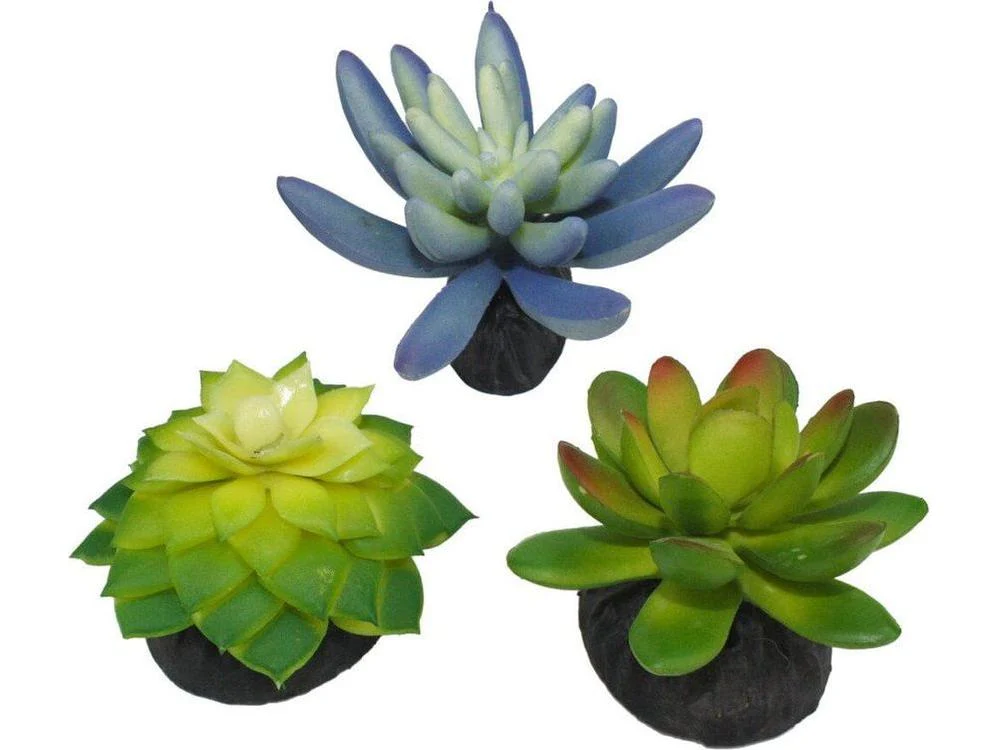 Komodo Desert Succulent Plant Blue & Green, 1ea/3 pk