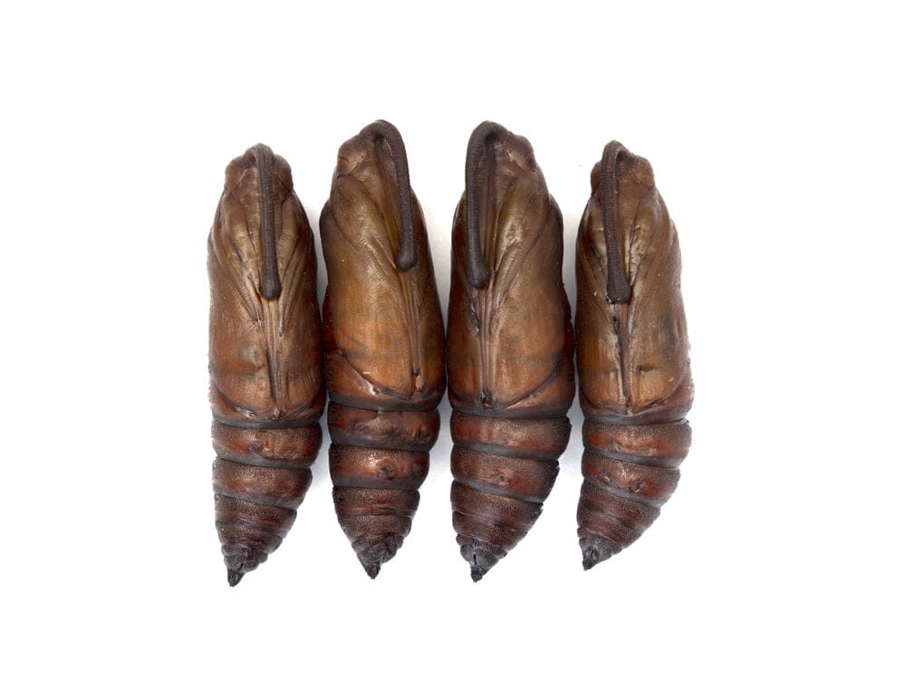 Hornworms For Sale