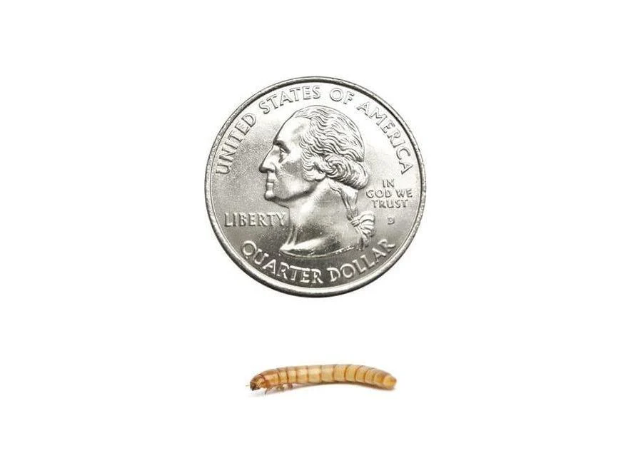 Medium Mealworms