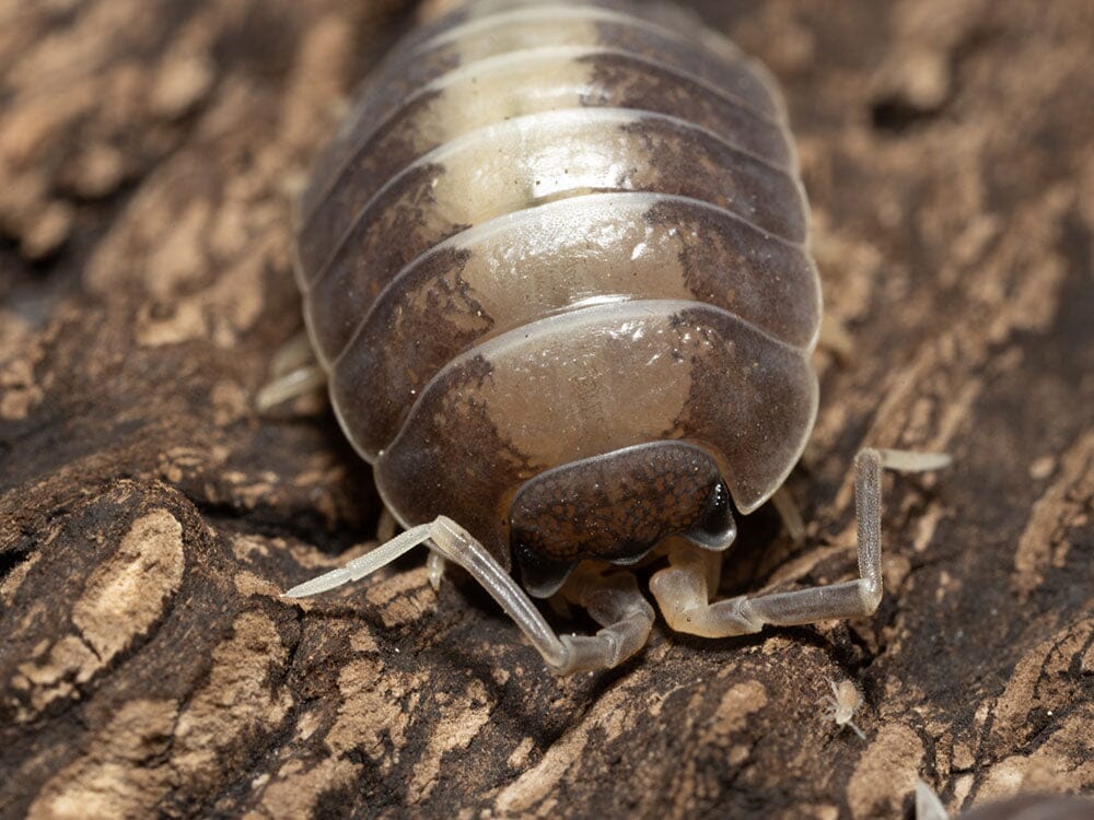 "Milkback" Isopods (Porcellio laevis) - Image 4