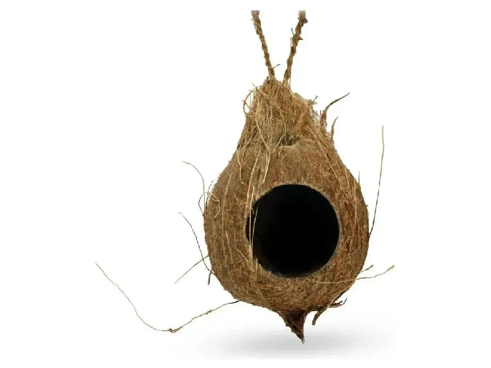 Pangea Hanging Coconut - Image 2