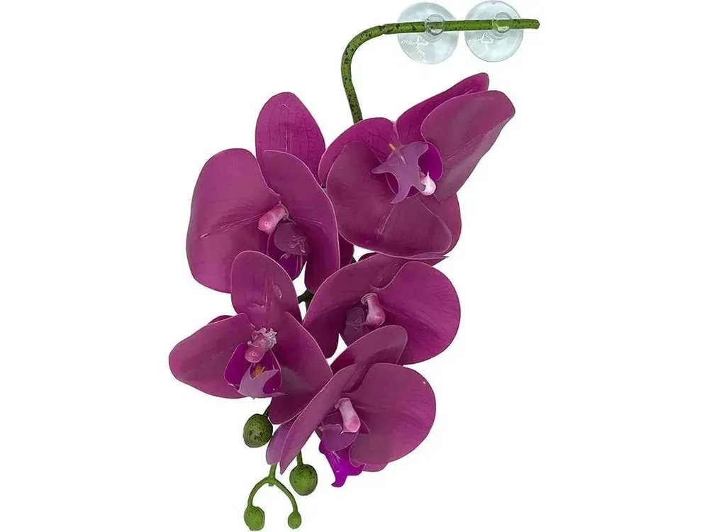 Pangea Hanging Orchid Purple