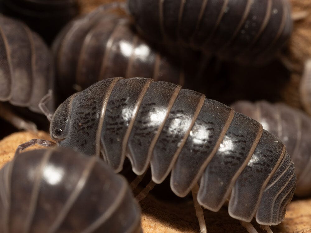"Sicily" locale Isopods (Armadillo officinalis) - Image 3