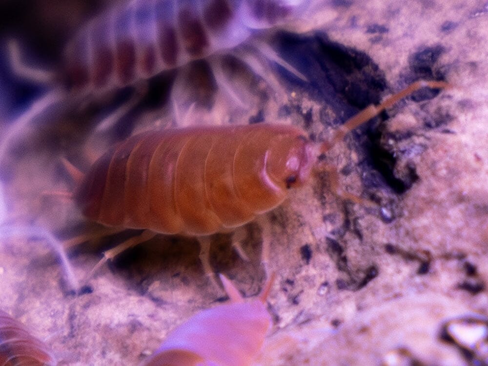 "Orange Cream" Isopods (Porcellionoides pruinosus) - Image 2