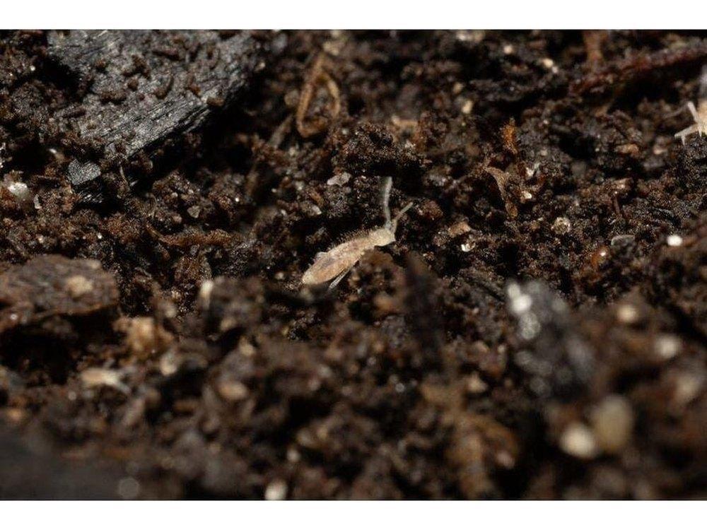 Springtail Starter Culture Tropical Pink (Coecobrya cf. tenebricosa) - Image 5