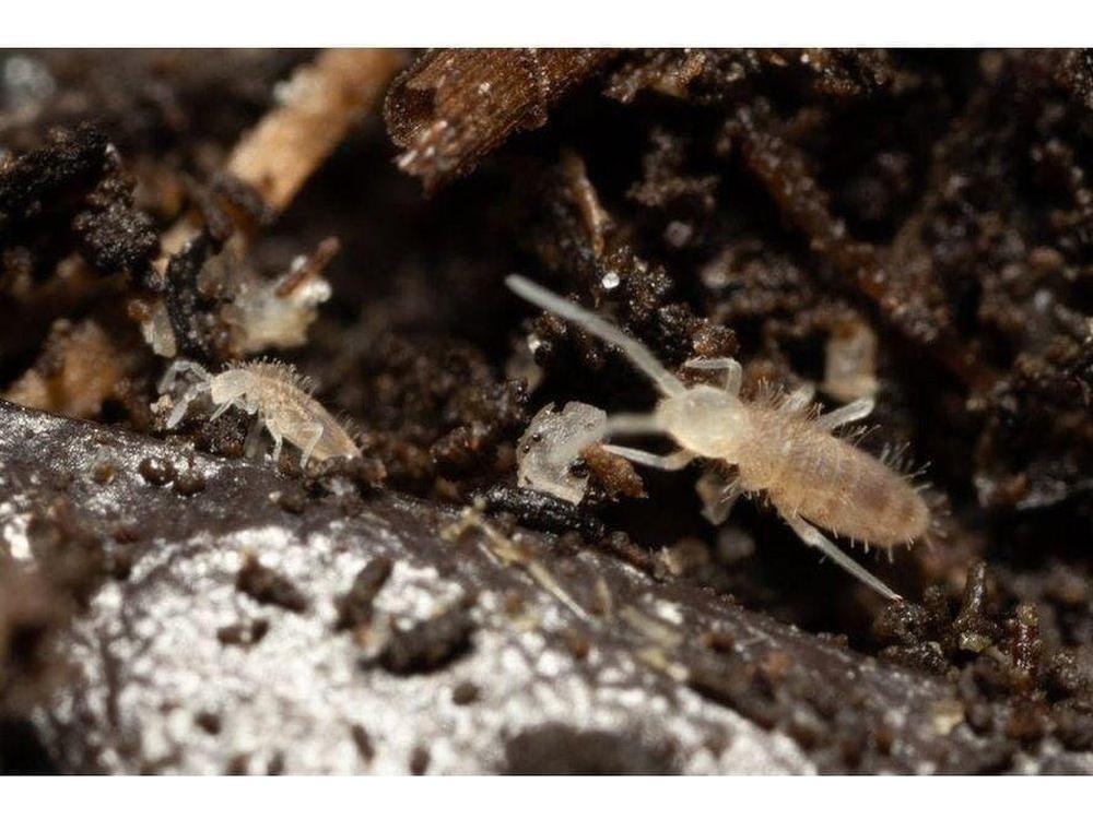 Springtail Starter Culture Tropical Pink (Coecobrya cf. tenebricosa) - Image 6