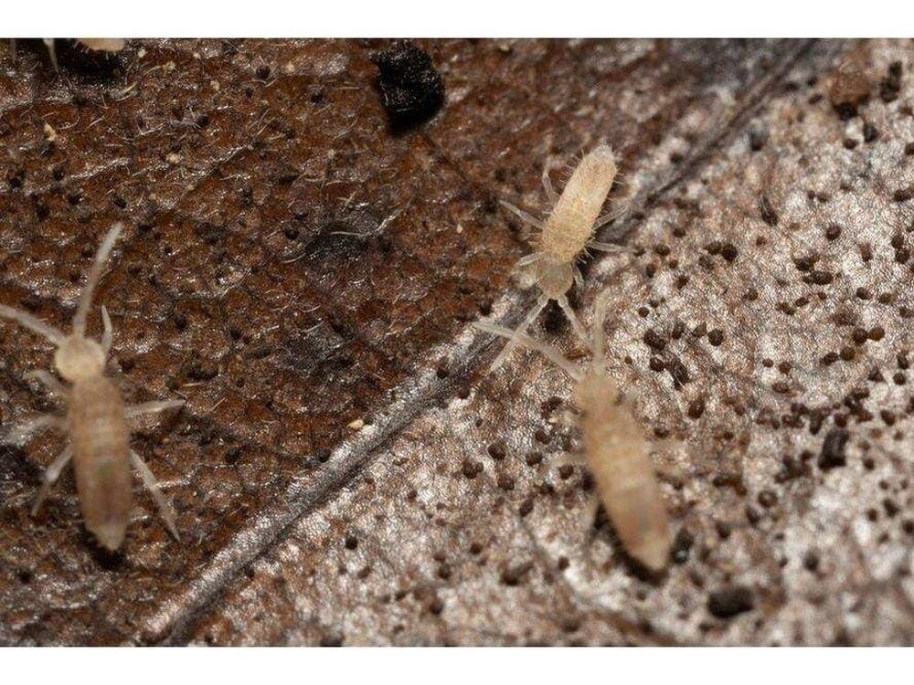 Springtail Starter Culture Tropical Pink (Coecobrya cf. tenebricosa) - Image 7
