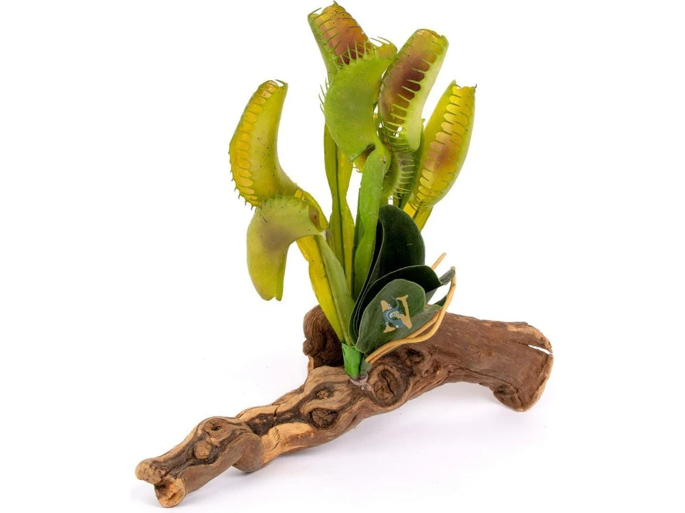 Magnaturals Venus Fly Trap on Driftwood